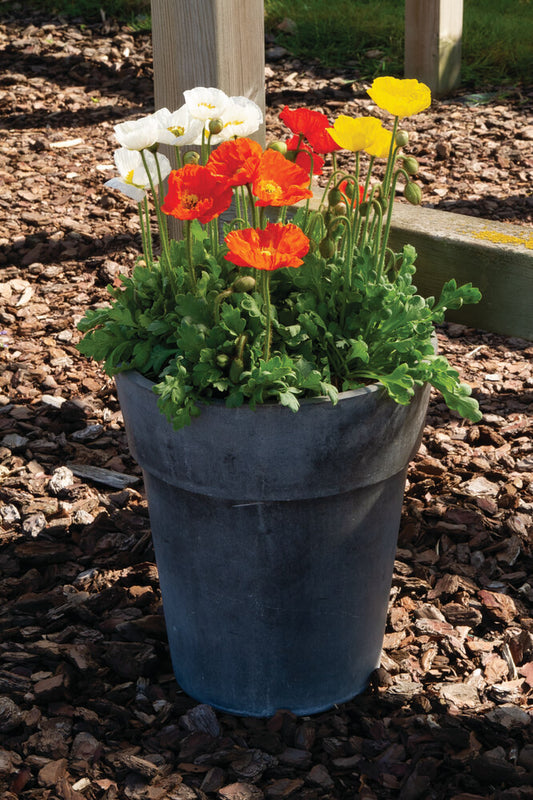 Island-Mohn (Papaver nudicaule) 'Pop-up' in verschiedenen Farben - winterhart