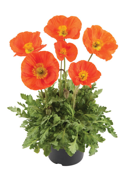 Island-Mohn (Papaver nudicaule) 'Pop-up' in verschiedenen Farben - winterhart