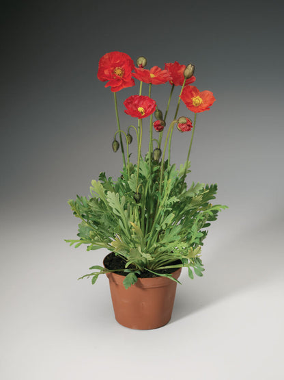 Island-Mohn (Papaver nudicaule) 'Pop-up' in verschiedenen Farben - winterhart