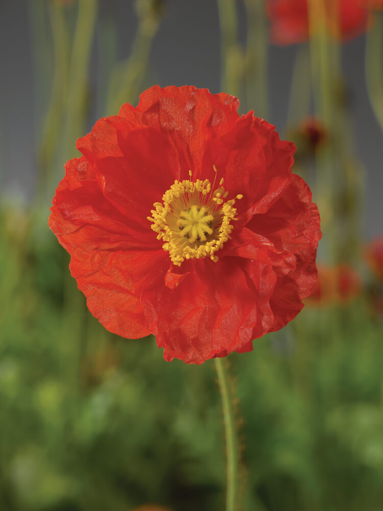 Island-Mohn (Papaver nudicaule) 'Pop-up' in verschiedenen Farben - winterhart