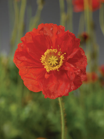Island-Mohn (Papaver nudicaule) 'Pop-up' in verschiedenen Farben - winterhart