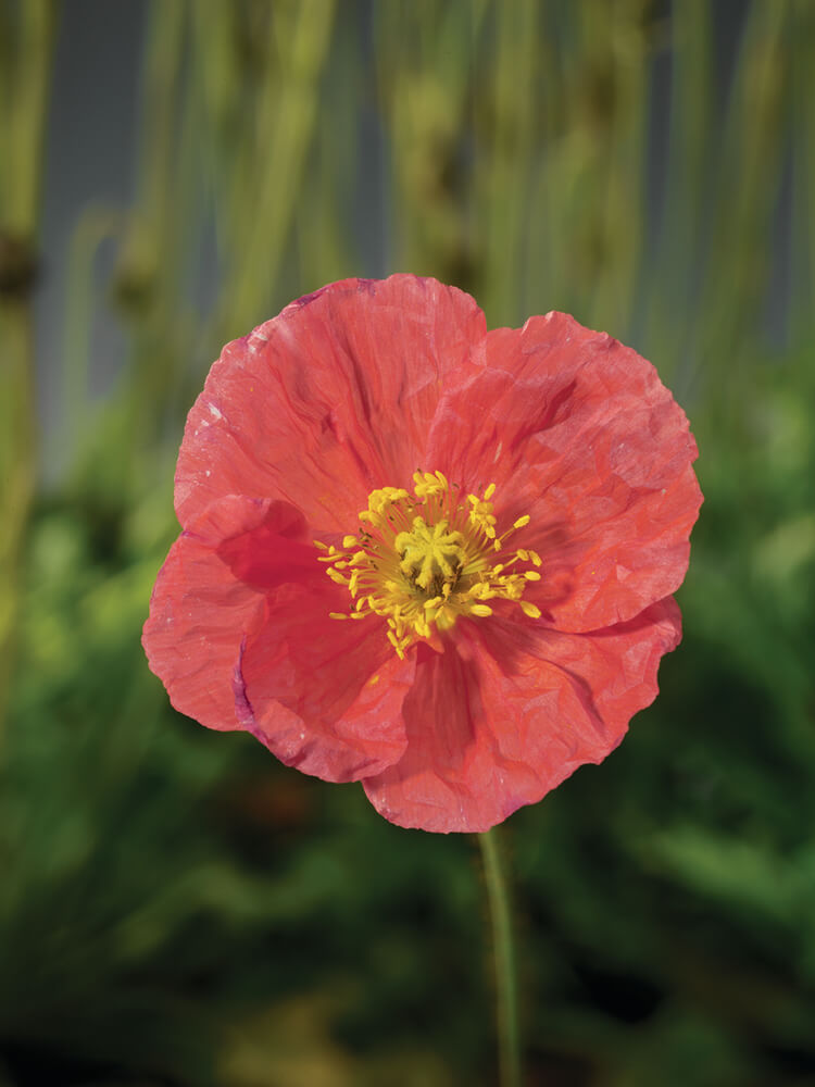 Island-Mohn (Papaver nudicaule) 'Pop-up' in verschiedenen Farben - winterhart