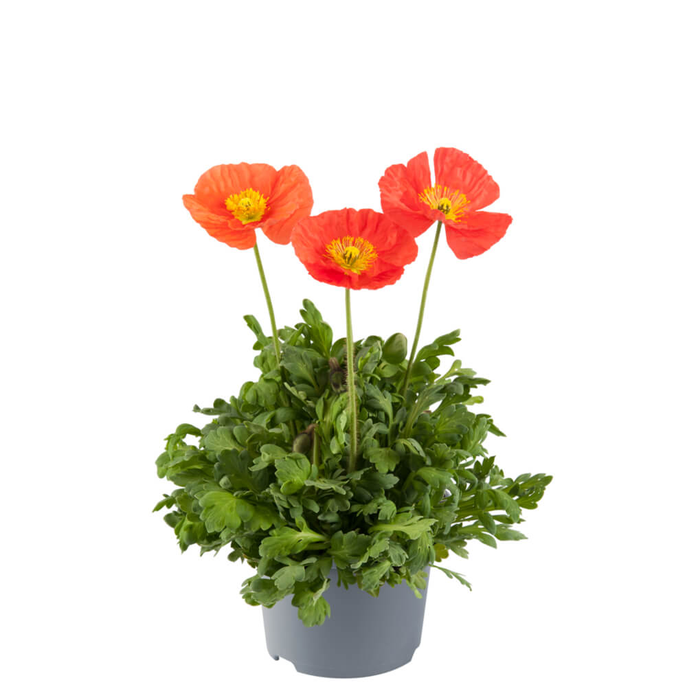 Island-Mohn (Papaver nudicaule) 'Pop-up' in verschiedenen Farben - winterhart