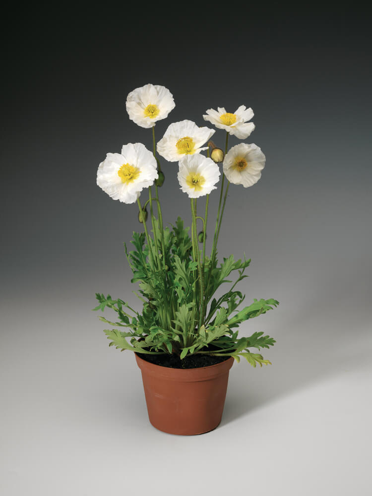 Island-Mohn (Papaver nudicaule) 'Pop-up' in verschiedenen Farben - winterhart