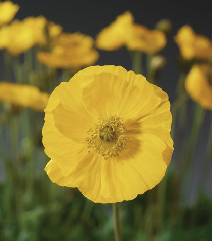 Island-Mohn (Papaver nudicaule) 'Pop-up' in verschiedenen Farben - winterhart