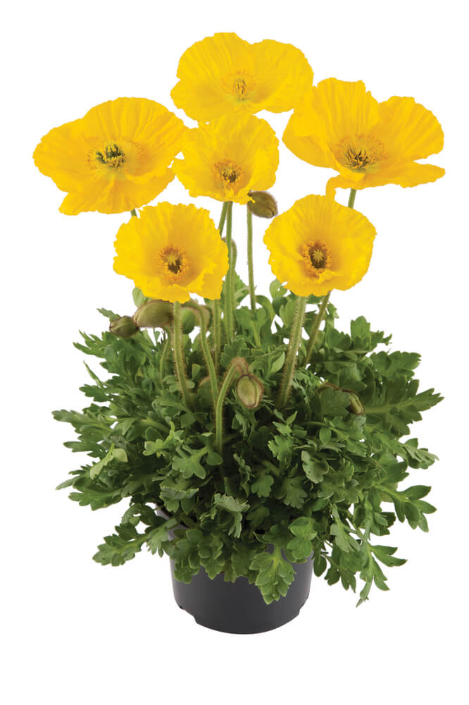 Island-Mohn (Papaver nudicaule) 'Pop-up' in verschiedenen Farben - winterhart