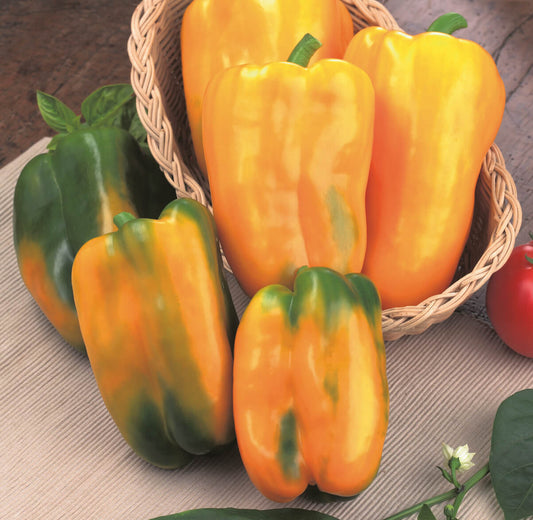 Veredelter Jumbo-Paprika 'Torelus®' in verschiedenen Farben