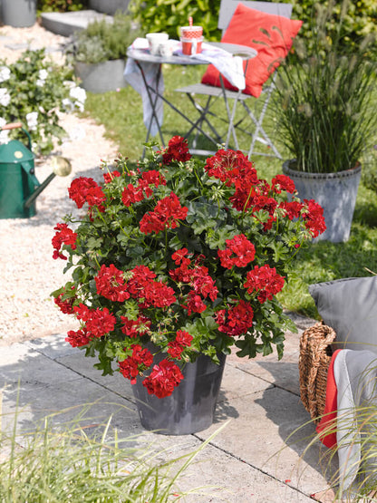 Geranie,hängend (Pelargonium peltatum) mit gefüllter Blüte in verschiedene Farben| 2 Stück