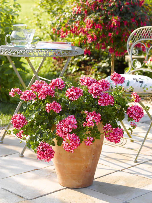 Geranie,hängend (Pelargonium peltatum) mit gefüllter Blüte in verschiedene Farben| 2 Stück