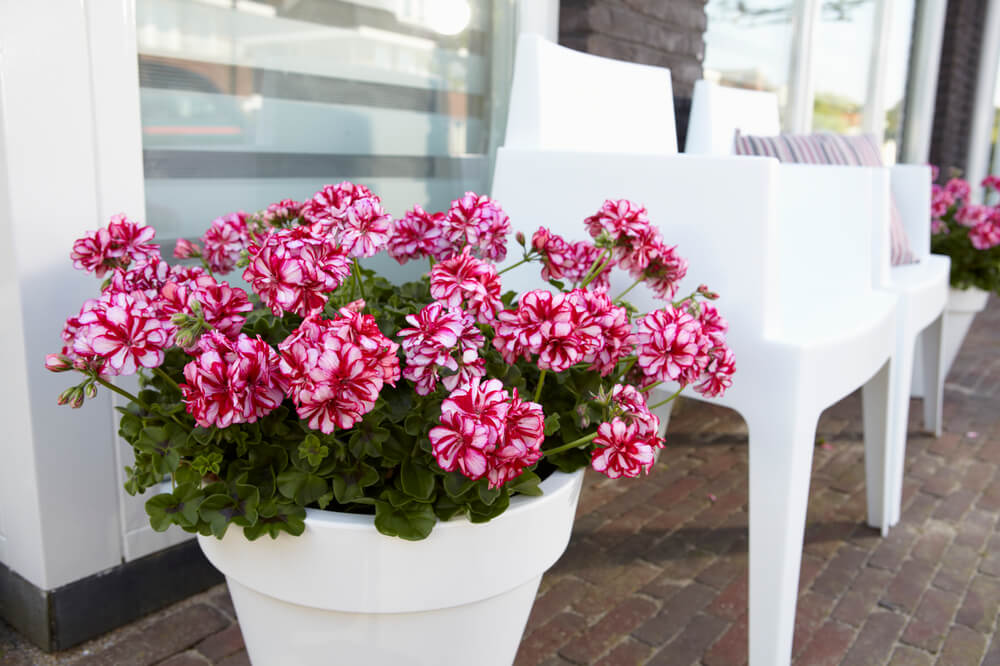 Geranie,hängend (Pelargonium peltatum) mit gefüllter Blüte in verschiedene Farben| 2 Stück