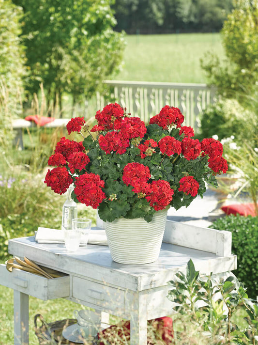 Geranie, stehend (Pelargonium zonale) in verschiedenen Farben | 2 Stück