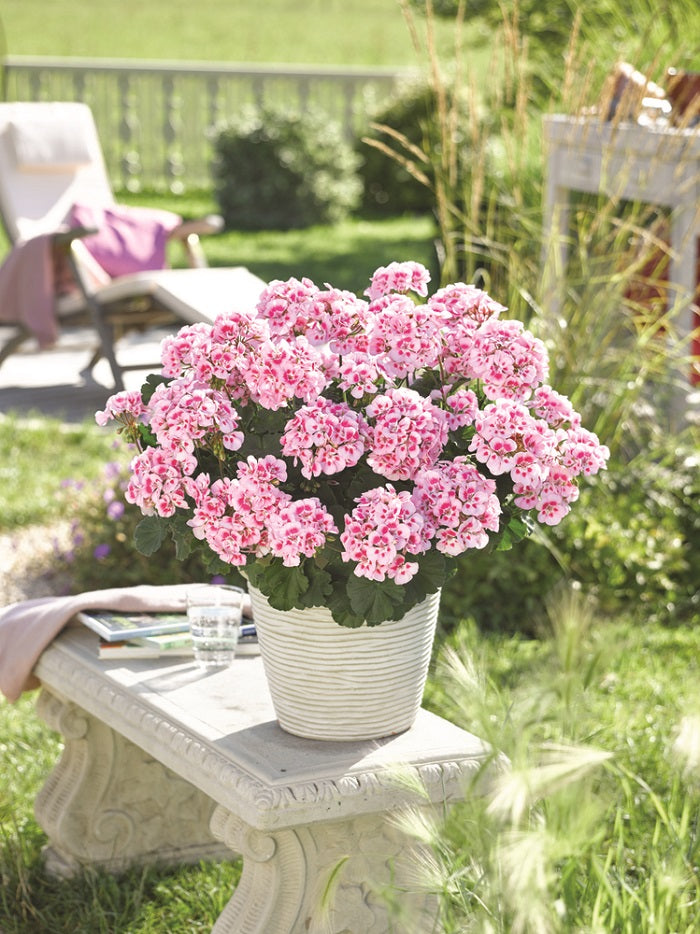 Geranie, stehend (Pelargonium zonale) in verschiedenen Farben | 2 Stück