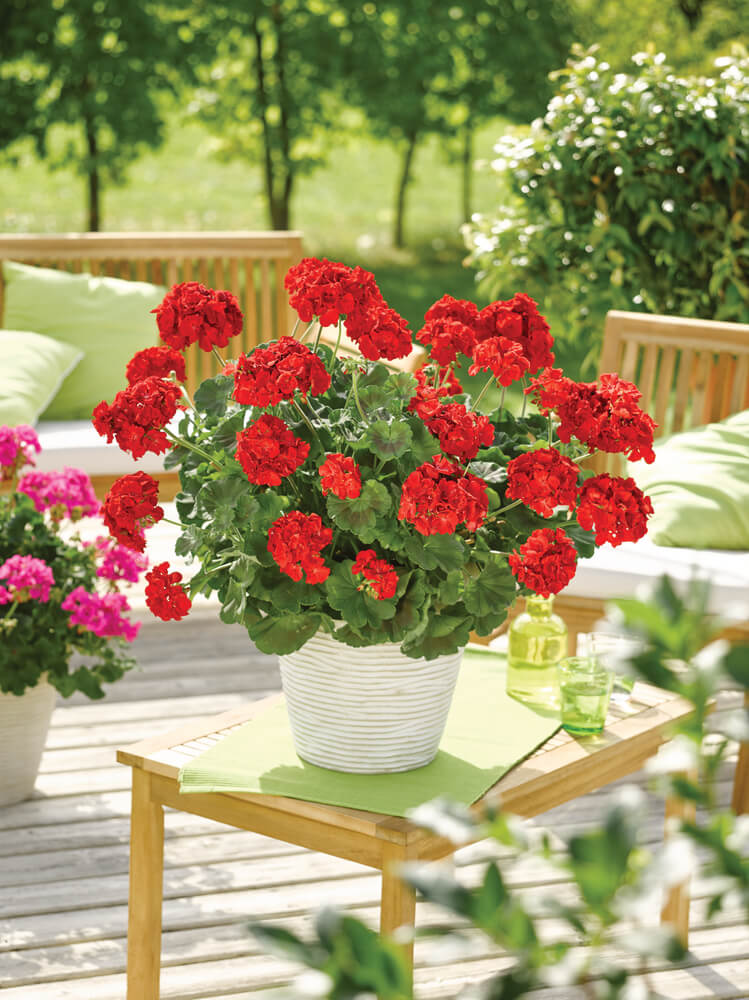 Geranie, stehend (Pelargonium zonale) in verschiedenen Farben | 2 Stück