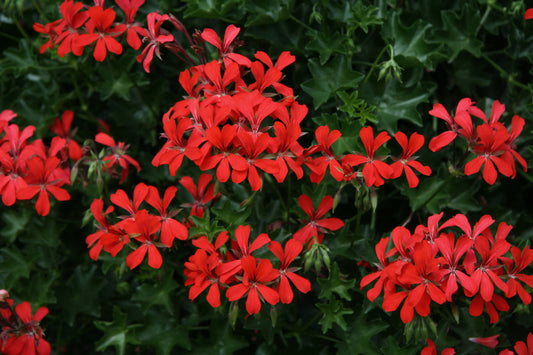 Geranie hängend (Pelargonium peltatum) einfache Blüte in verschiedenen Farben| 2 Stück