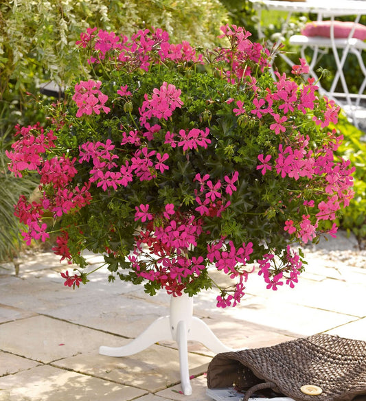 Geranie hängend (Pelargonium peltatum) einfache Blüte in verschiedenen Farben| 2 Stück