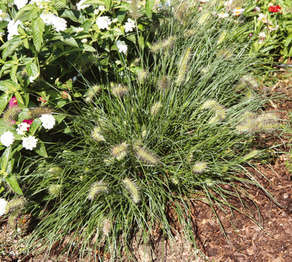 Zwerg-Federborstengras (Pennisetum alopecuroides) 'Little Bunny' T11/12 - winterhart