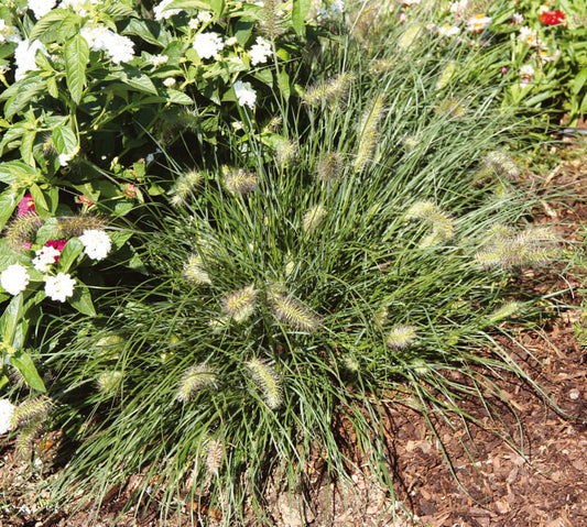 Zwerg-Federborstengras (Pennisetum alopecuroides) 'Little Bunny' T11/12 - winterhart