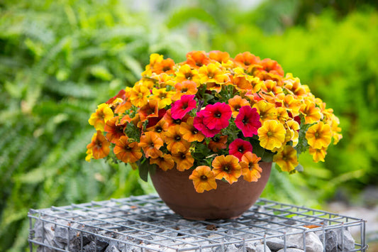 Petunie (Petunia) im Spar-Set | 6 Pflanzen
