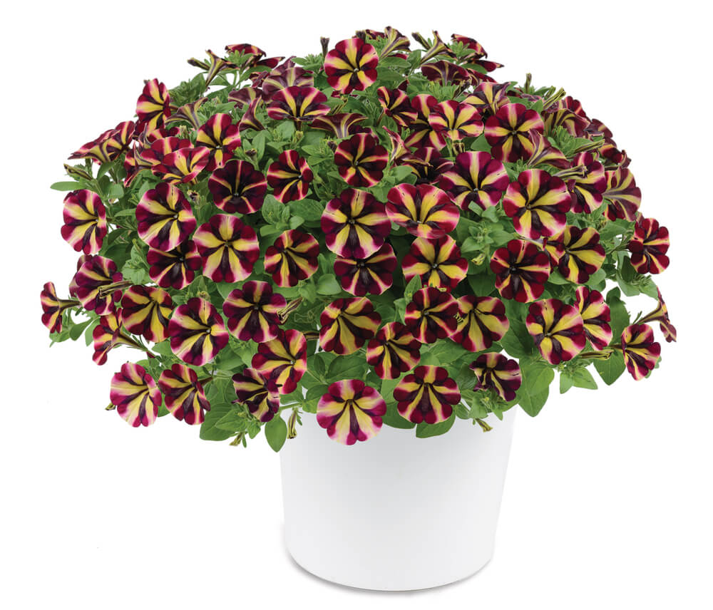 Petunie (Petunia) im Spar-Set | 6 Pflanzen
