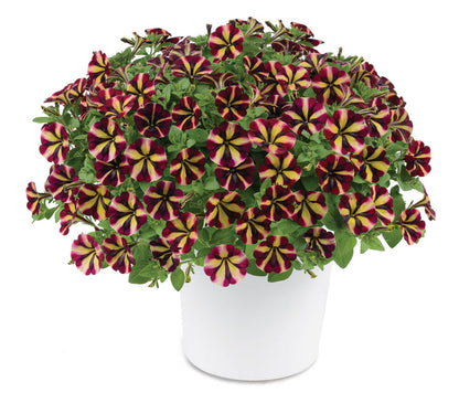 Petunie (Petunia) im Spar-Set | 6 Pflanzen