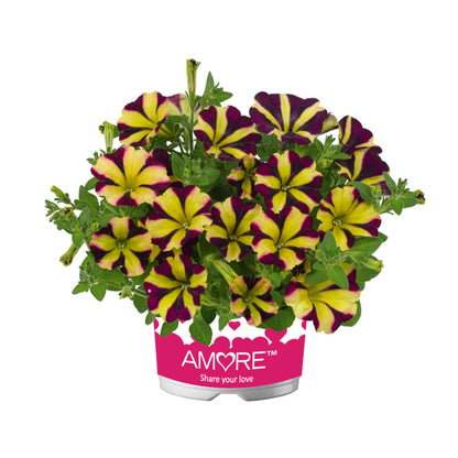 'Amore®' Petunie in verschiedenen Farben