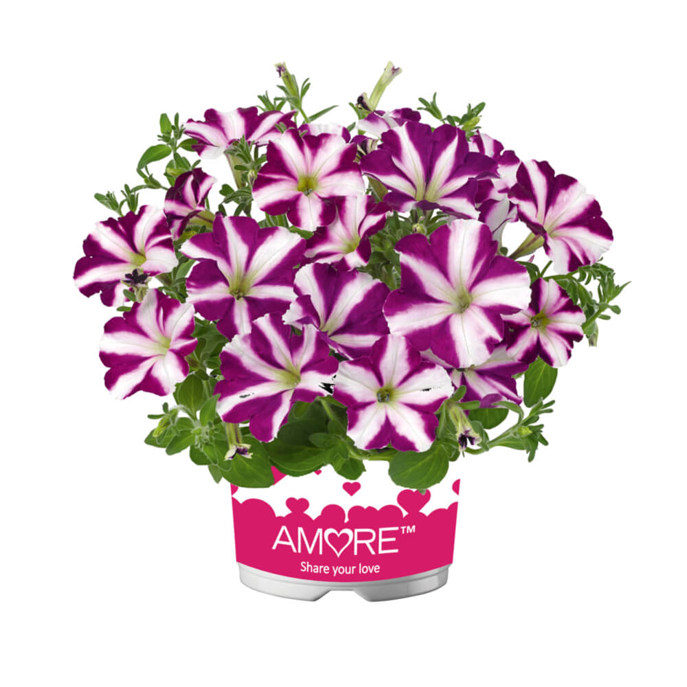 'Amore®' Petunie in verschiedenen Farben