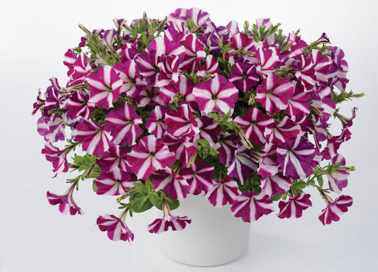 Petunie (Petunia) im Spar-Set | 6 Pflanzen