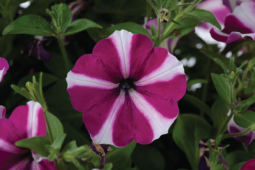 'Amore®' Petunie in verschiedenen Farben