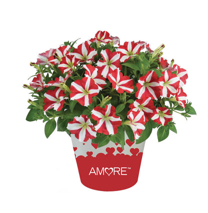 'Amore®' Petunie in verschiedenen Farben
