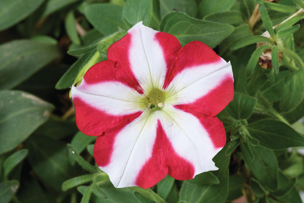'Amore®' Petunie in verschiedenen Farben