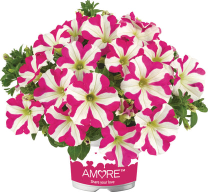 'Amore®' Petunie in verschiedenen Farben
