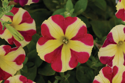 'Amore®' Petunie in verschiedenen Farben