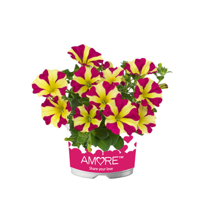 'Amore®' Petunie in verschiedenen Farben