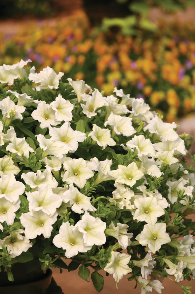 Petunie (Petunia) im Spar-Set | 6 Pflanzen