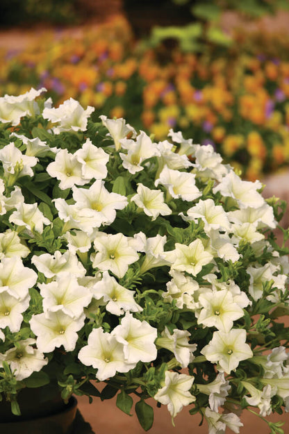 Petunie (Petunia) im Spar-Set | 6 Pflanzen