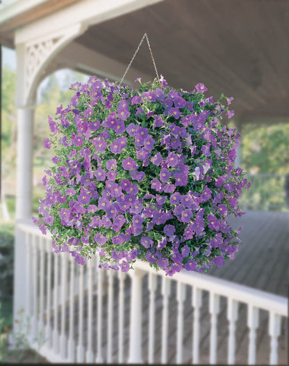 Petunie (Petunia) im Spar-Set | 6 Pflanzen