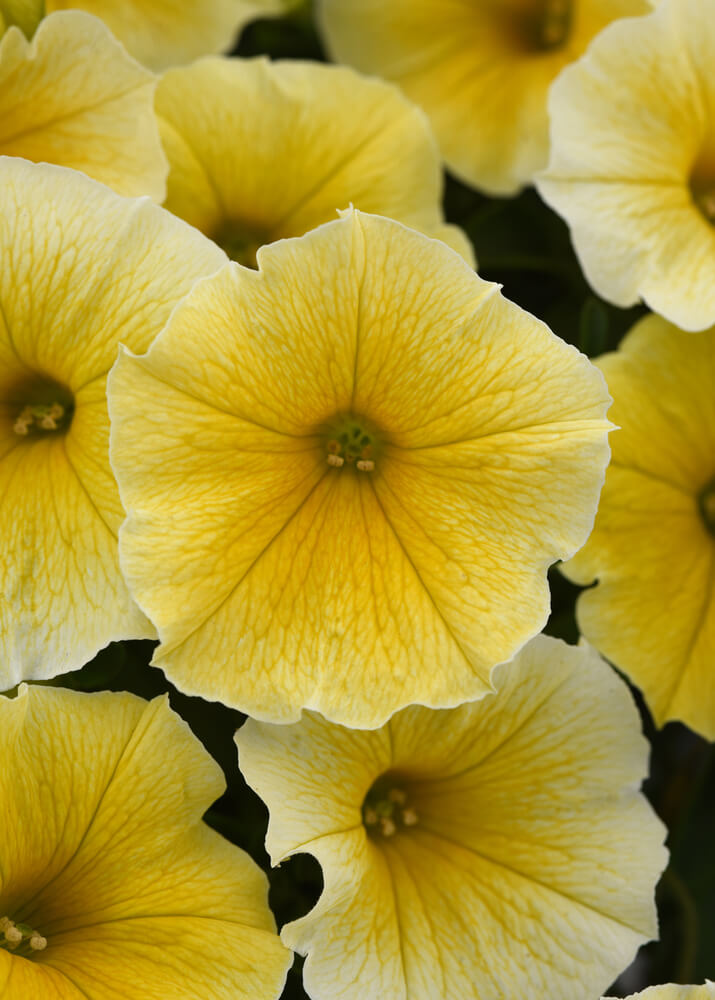 Petunie (Petunia) im Spar-Set | 6 Pflanzen