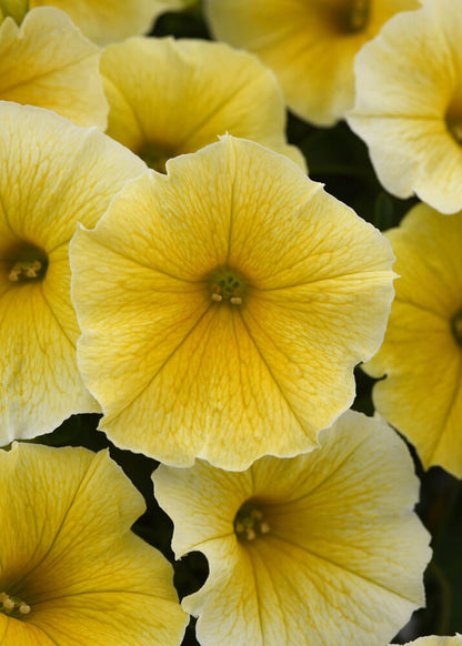 Petunie (Petunia) im Spar-Set | 6 Pflanzen