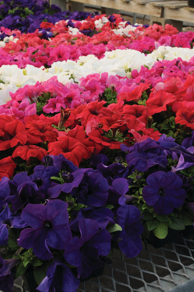Petunie (Petunia) im Spar-Set | 6 Pflanzen
