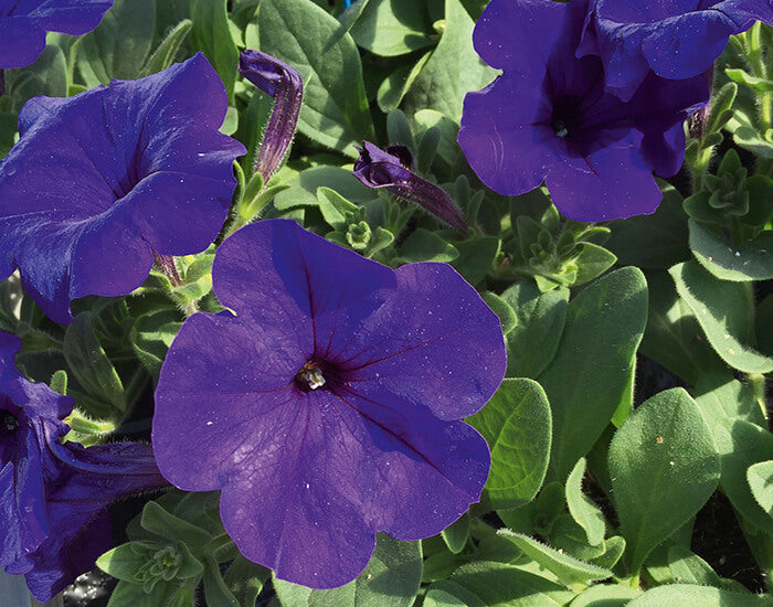 Petunie (Petunia) in verschiedenen Farben