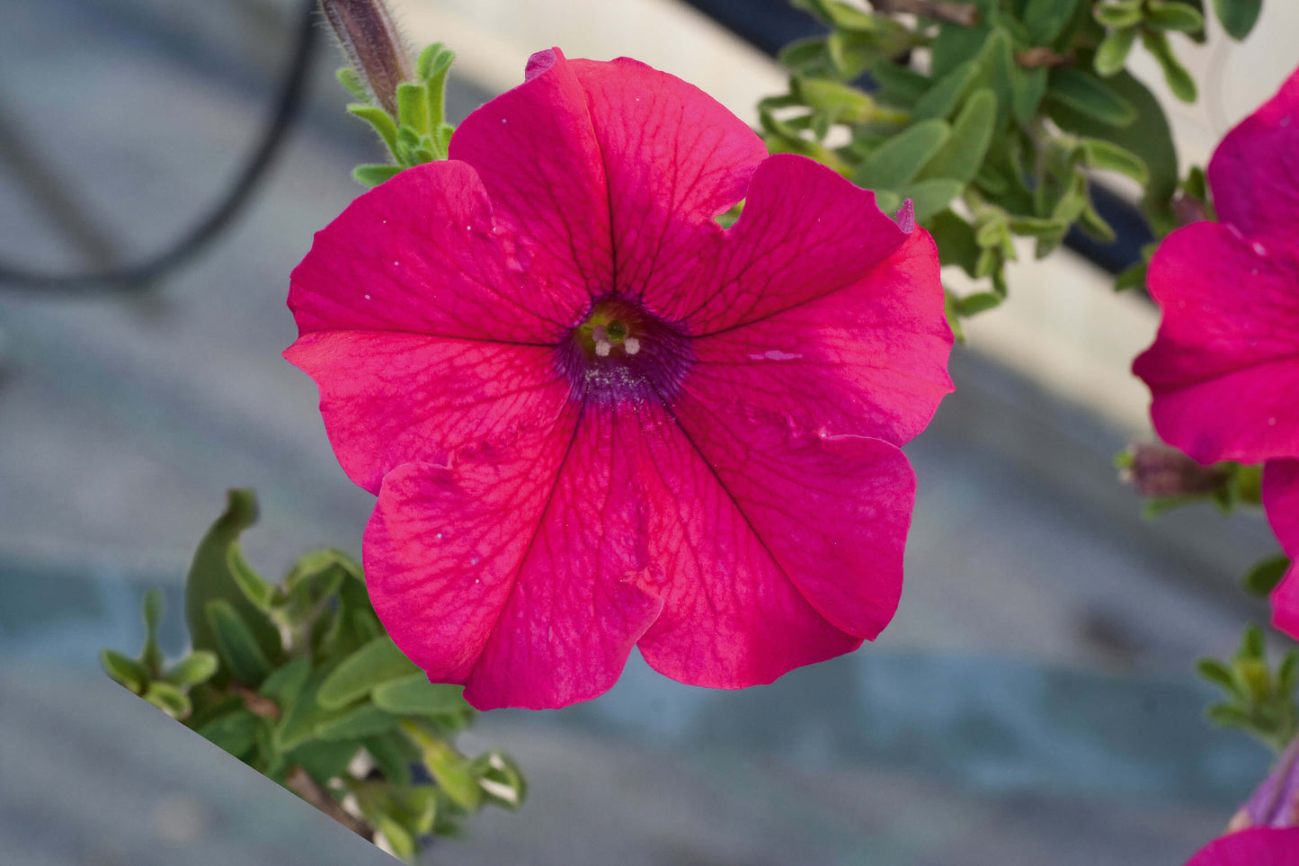 Petunie (Petunia) in verschiedenen Farben
