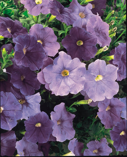 Petunie (Petunia) in verschiedenen Farben