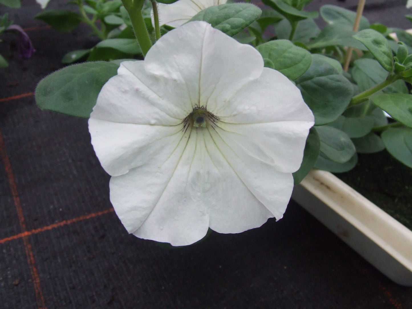Petunie (Petunia) in verschiedenen Farben