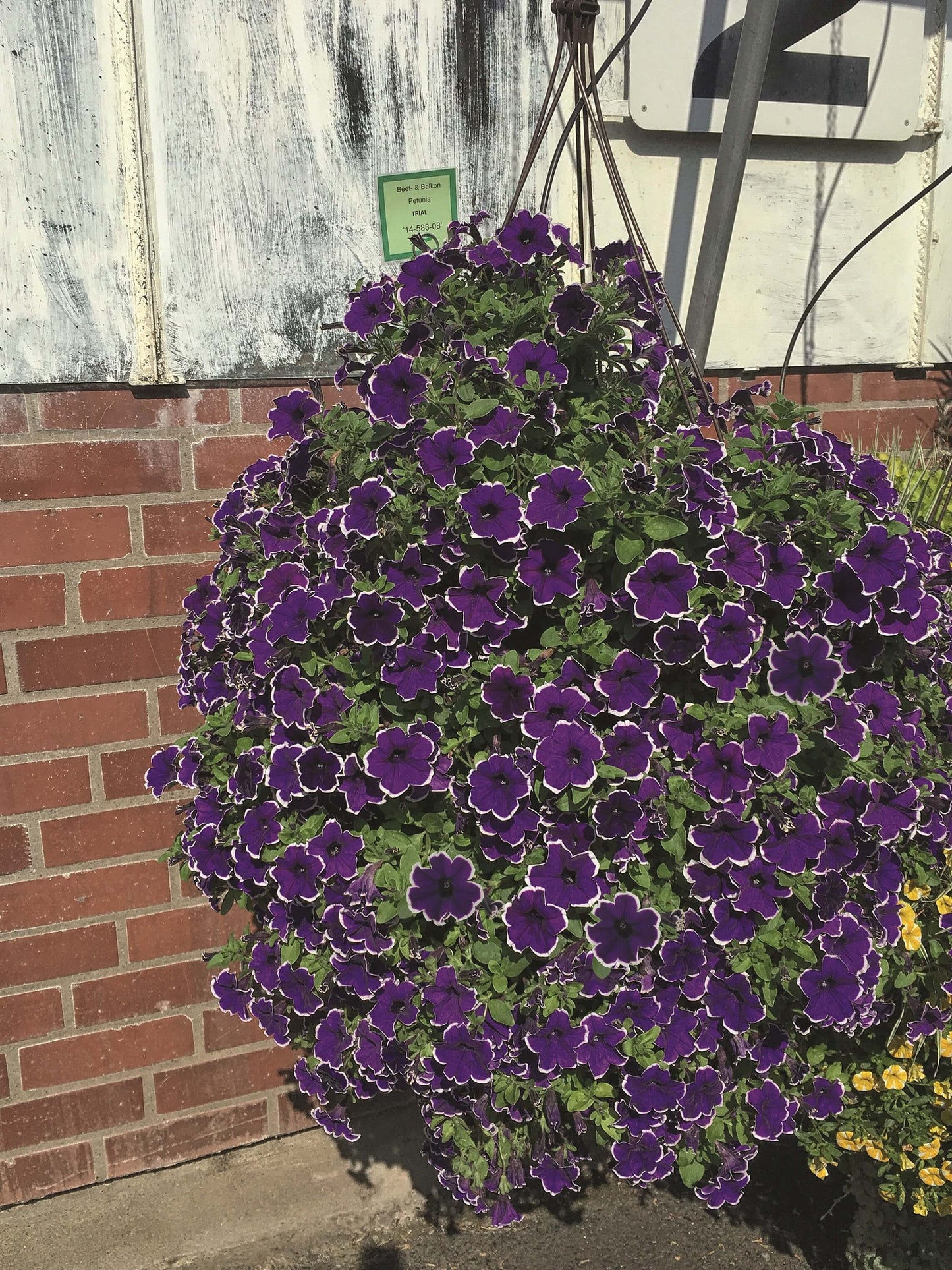 Petunie 'Special Colors' in verschiedenen Sorten