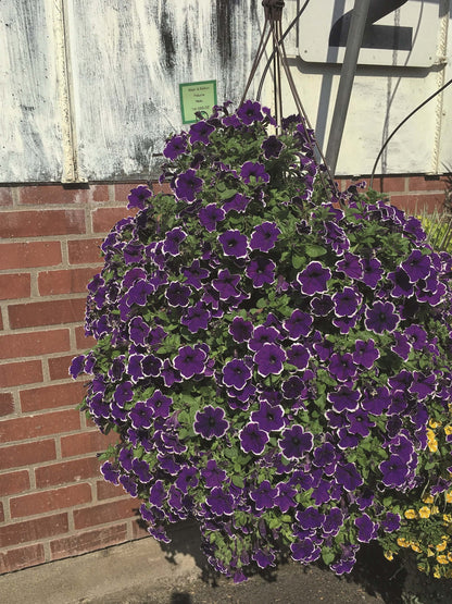 Petunie 'Special Colors' in verschiedenen Sorten