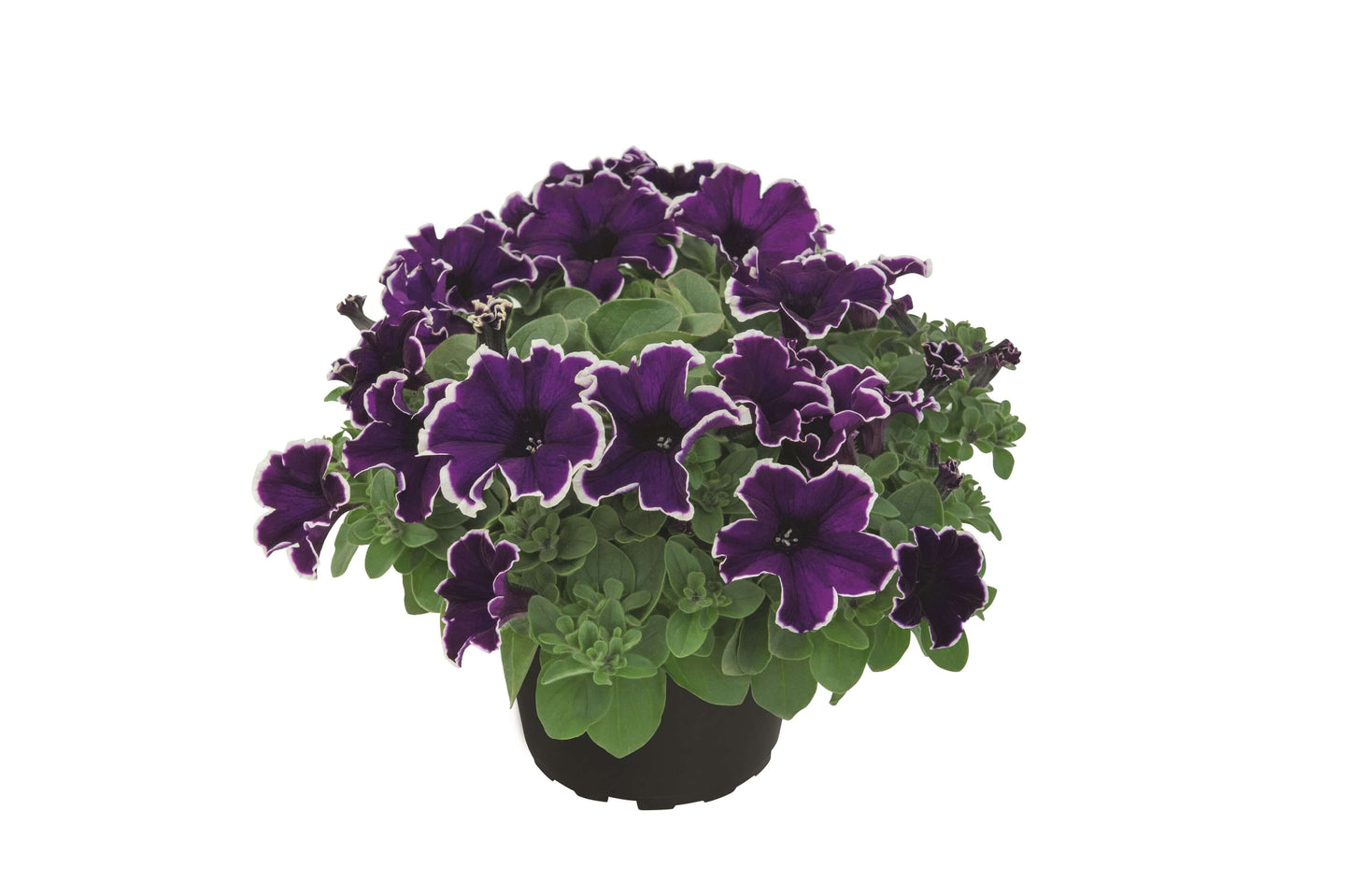 Petunie 'Special Colors' in verschiedenen Sorten