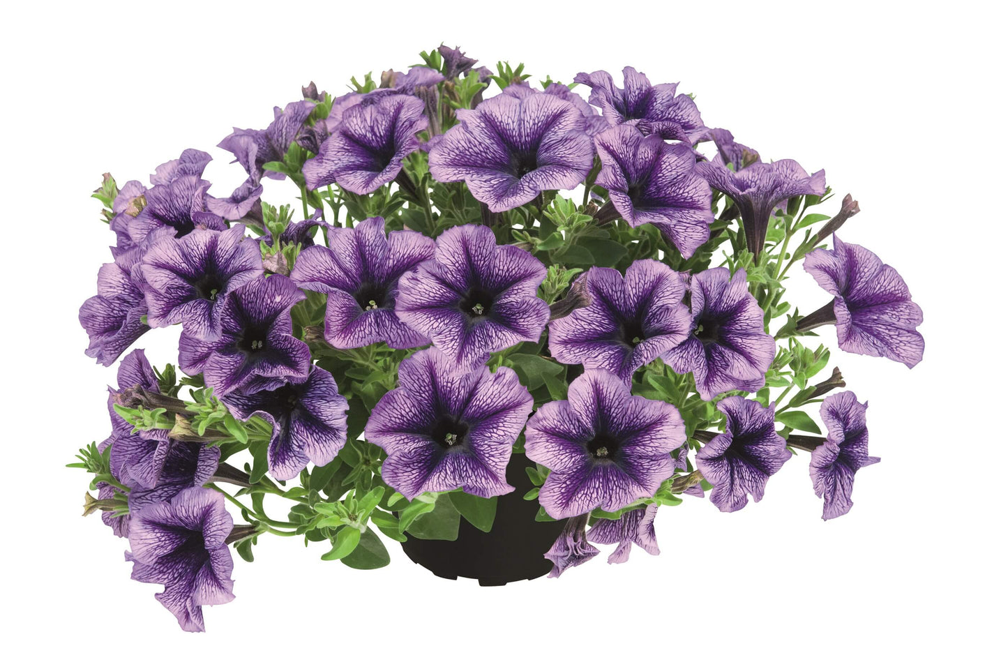 Petunie 'Special Colors' in verschiedenen Sorten