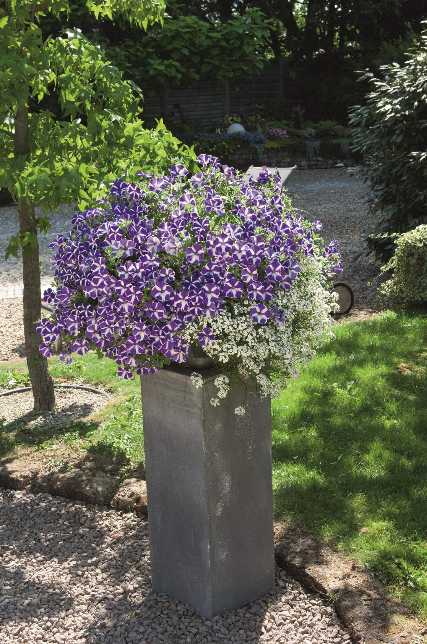 Petunie 'Special Colors' in verschiedenen Sorten