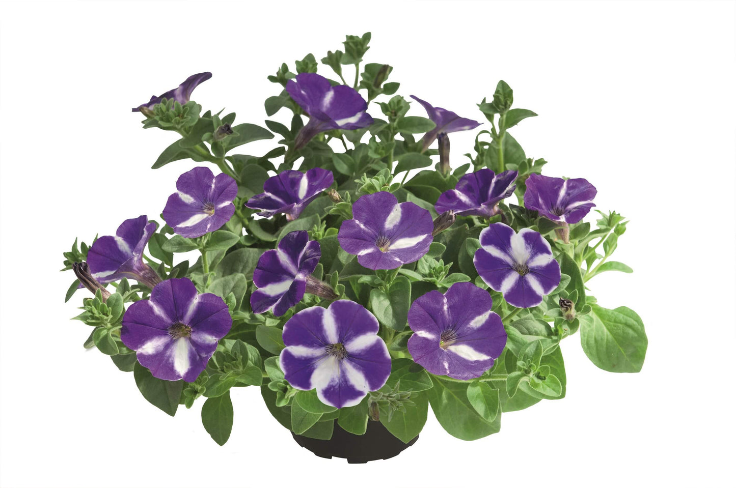 Petunie 'Special Colors' in verschiedenen Sorten