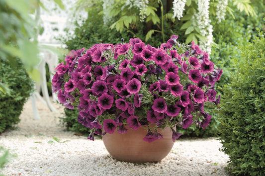 Petunie (Petunia) im Spar-Set | 12 Pflanzen